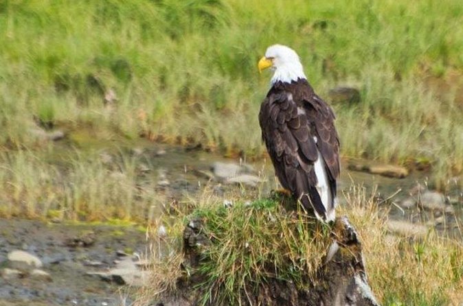 Ketchikan Shore Excursion: Eagle Sanctuary and Rainforest Wildlife Center - Should you book the Eagle Sanctuary and Rainforest Wildlife Center tour?