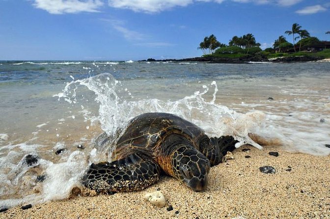 Kona Shore Excursion: Sea Turtles, Historic Kona & Coffee - At a glance