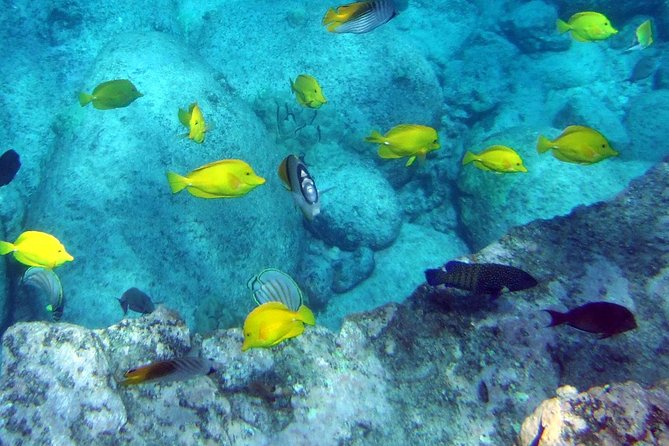 Kona Shore Excursion: Wild Dolphin Reefs Snorkel and Sea Caves - Lunch, snacks, and comfort onboard