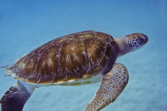 Kona Shore Excursion: Wild Dolphin Reefs Snorkel and Sea Caves - Cruise ship timing and the $149 price