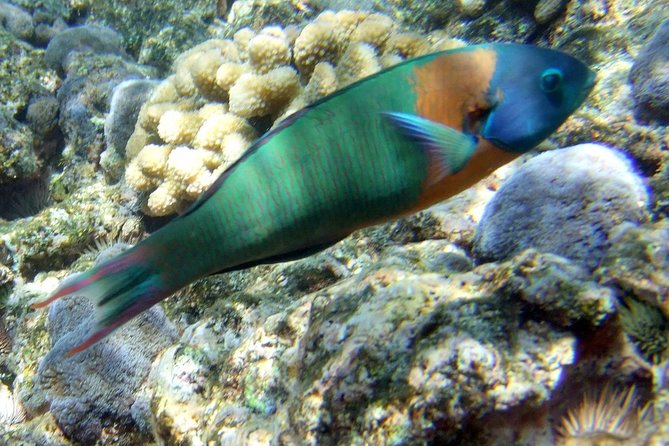 Kona Shore Excursion: Wild Dolphin Reefs Snorkel and Sea Caves - About the dolphin and whale encounters
