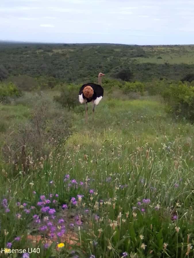 Kragga Kamma Safaris And Shore Excursions - Why this short safari works so well from Port Elizabeth