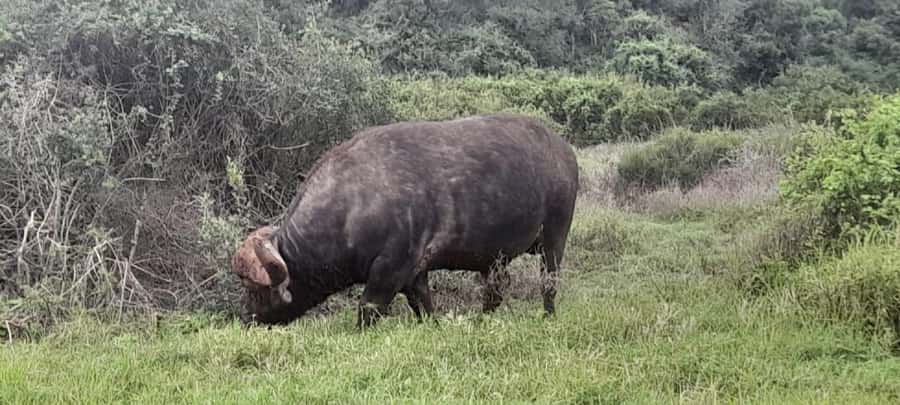 Kragga Kamma Safaris And Shore Excursions - What the four-hour outing feels like