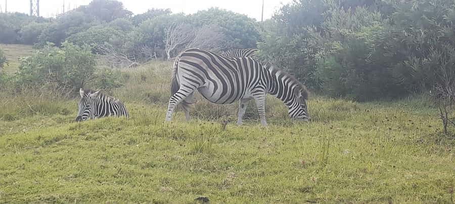 Kragga Kamma Safaris And Shore Excursions - Inside Kragga Kamma’s 200 hectares