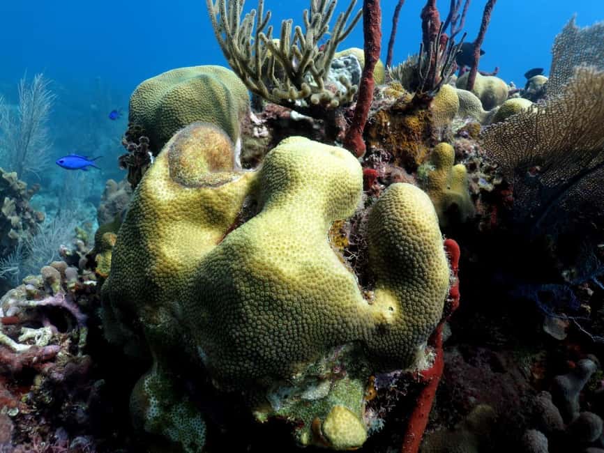 La Romana: Catalina Island for Mein Schiff Cruise Passengers - Second snorkel stop: The Aquarium