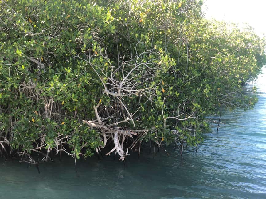 La Romana: Saona Island for Norwegian Sky Cruise Passengers - From La Romana port to Bayahibe