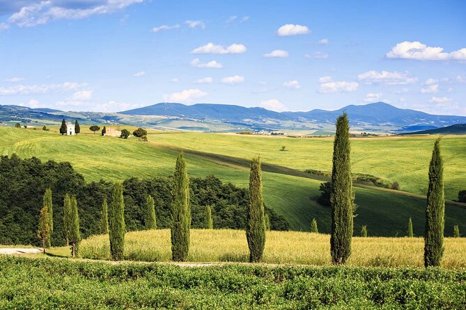 Livorno shore excursion: Bolgheri and Supertuscan private tour - Inside the Supertuscan wineries