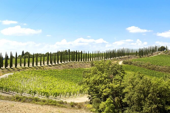 Livorno shore excursion: Bolgheri and Supertuscan private tour - Castagneto Carducci, if the clock permits