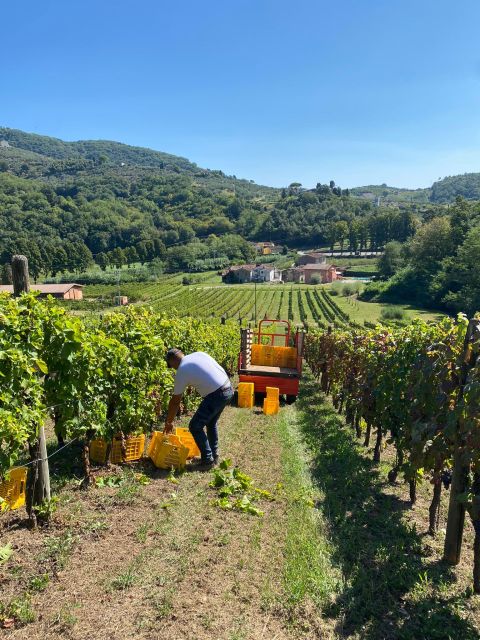Lucca Tour & Pisa Tower + Wine Tasting by van from Livorno - Wheelchair access and practical planning