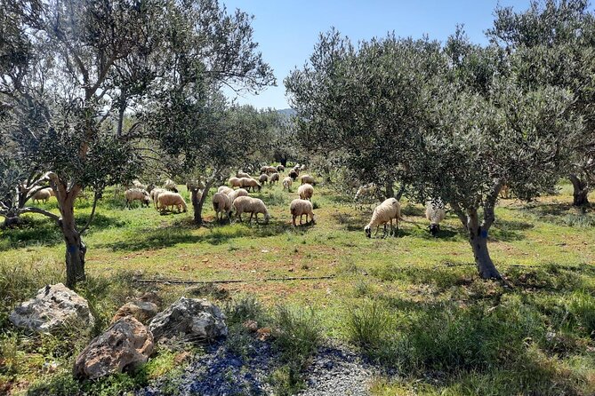 LUXURY Jeep Safari WRANGLER CRETE (also for CRUISE SHIPS) - Guides, languages, and the feel of the ride