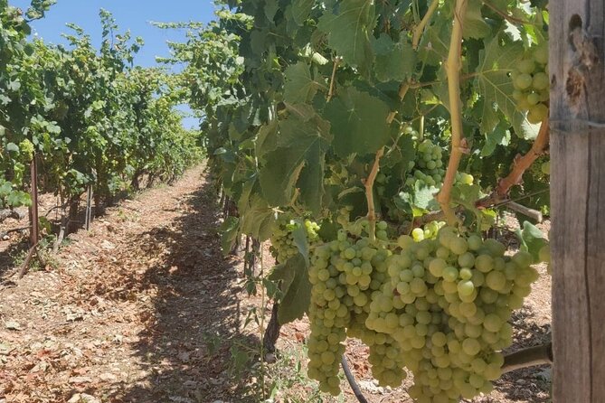 LUXURY PRIVATE Wine Tasting in CRETE (also for CRUISE SHIPS) - How Much Value Does $197.06 Offer?