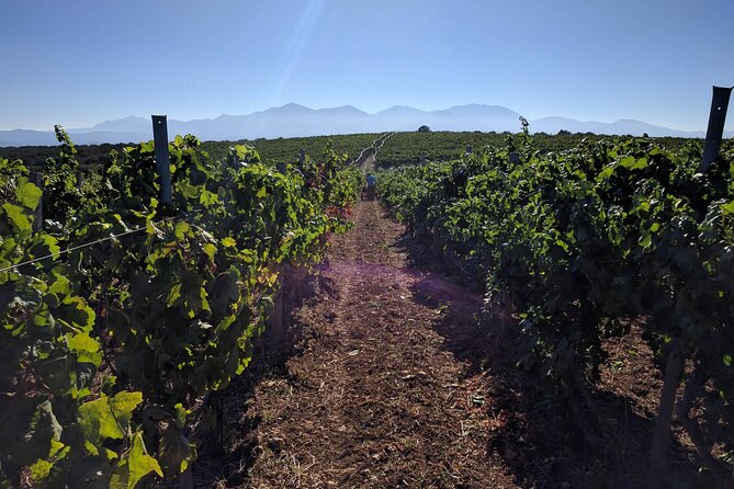 LUXURY PRIVATE Wine Tasting in CRETE (also for CRUISE SHIPS) - Weather, Clothing, and the Practical Details