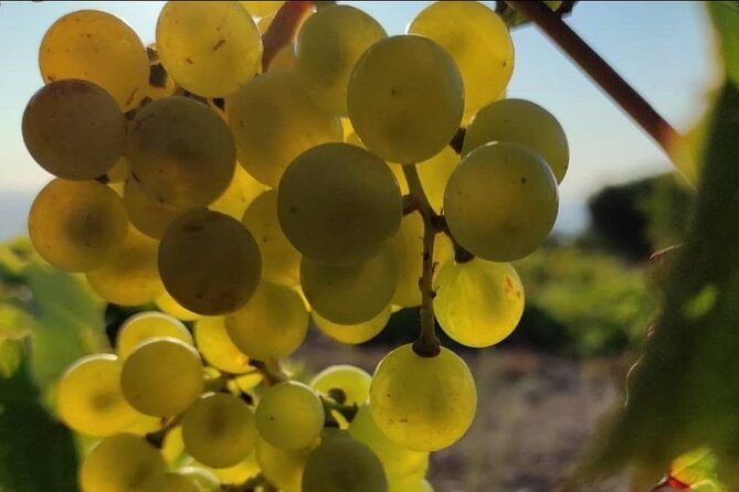 LUXURY PRIVATE Wine Tasting in CRETE (also for CRUISE SHIPS) - Who Will Enjoy This Private Wine Tour?