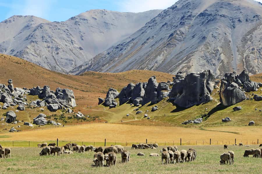 Lyttelton: Shore Excursion, Castle Hill & Inland Canterbury - What the return drive means for your day