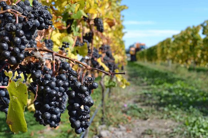 Lyttelton Shore Excursion - City Highlights & Waipara Wine Tour - Georges Road Wines, a boutique finish