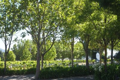 Marlborough Wine Region Tour from the Port of Picton