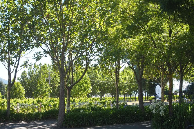 Marlborough Wine Region Tour from the Port of Picton - Saint Clair and the Case for Lunch
