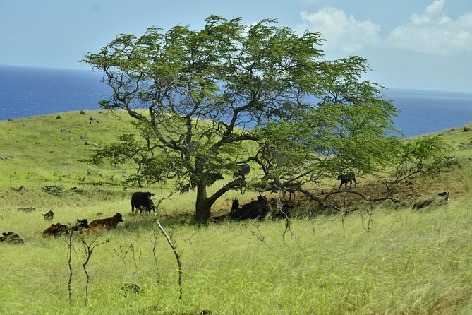 Maui Shore Excursions : Road to Hana With Pickup & Lunch - Wai‘anapanapa and the black-sand coast