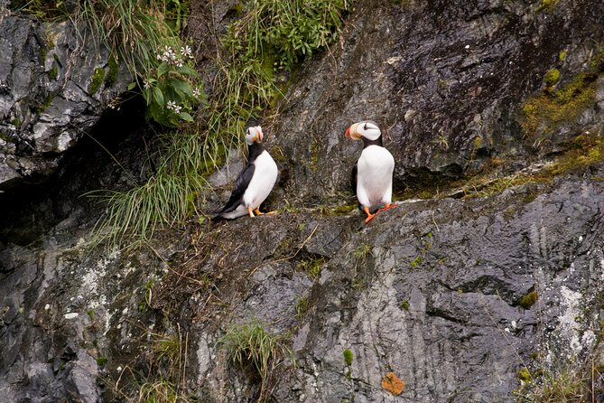 Meares Glacier Cruise Excursion from Valdez - Why Meares Glacier makes this cruise special