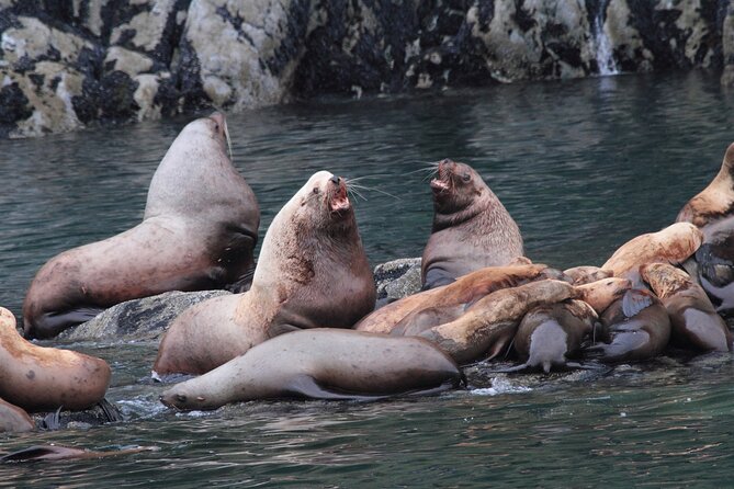 Meares Glacier Cruise Excursion from Valdez - Leaving Valdez at 9:00 AM
