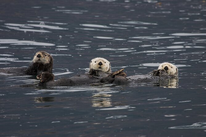 Meares Glacier Cruise Excursion from Valdez - Weather and comfort on the water