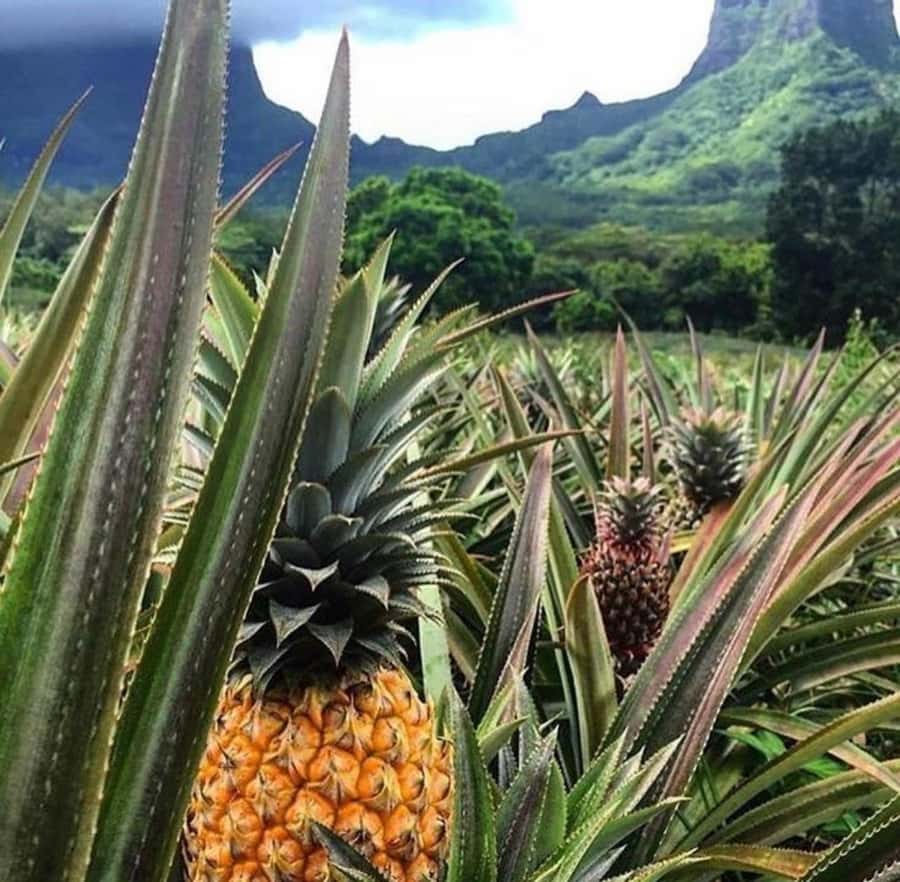 Moorea Cruise Ships 4x4, Belvedere Magic mount PRIVATE Tours - Belvedere Lookout and Moorea’s two great bays