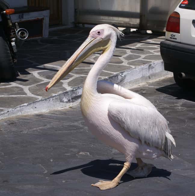 Mykonos: Cruise Ship Terminal Pickup & Sightseeing Tour - Walking through Mykonos Town before the crowds