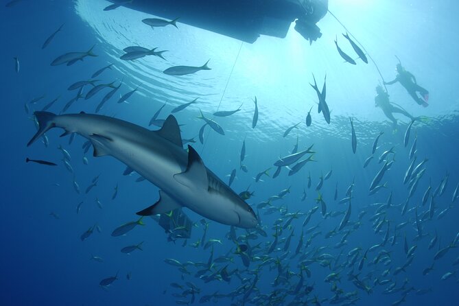 Nassau Shore Excursion: Bahamas Snorkel Adventure - Weather decides how much you see