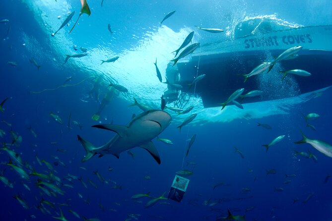 Nassau Shore Excursion: Bahamas Snorkel Adventure - What to bring for a better day