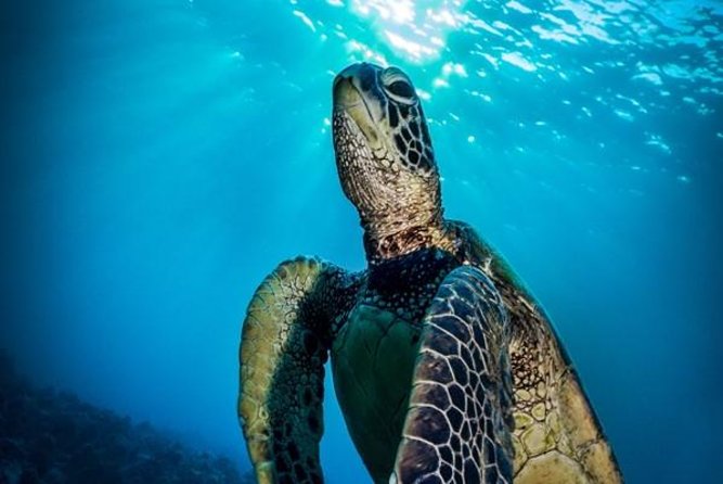 Nassau Shore Excursion: Bahamas Snorkel Adventure - What the three-hour boat itinerary feels like