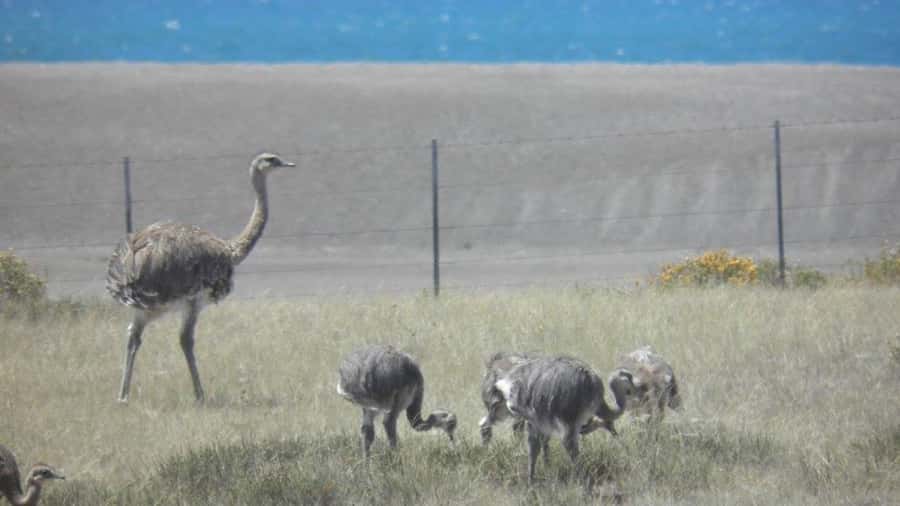 Peninsula Valdes: Shore excursion for cruise passengers - The long road to Caleta Valdes