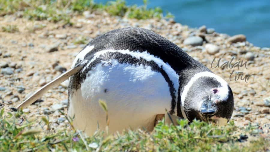 Peninsula Valdes: Shore excursion for cruise passengers - What $150 really buys you