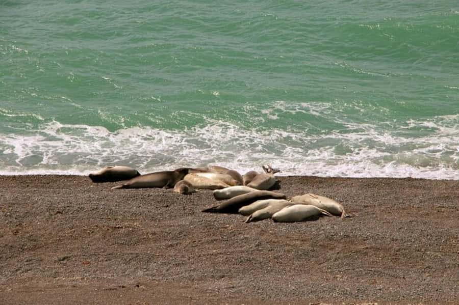 Peninsula Valdes Shore Tour for Cruise Passengers + City - Why Peninsula Valdés makes a strong cruise excursion
