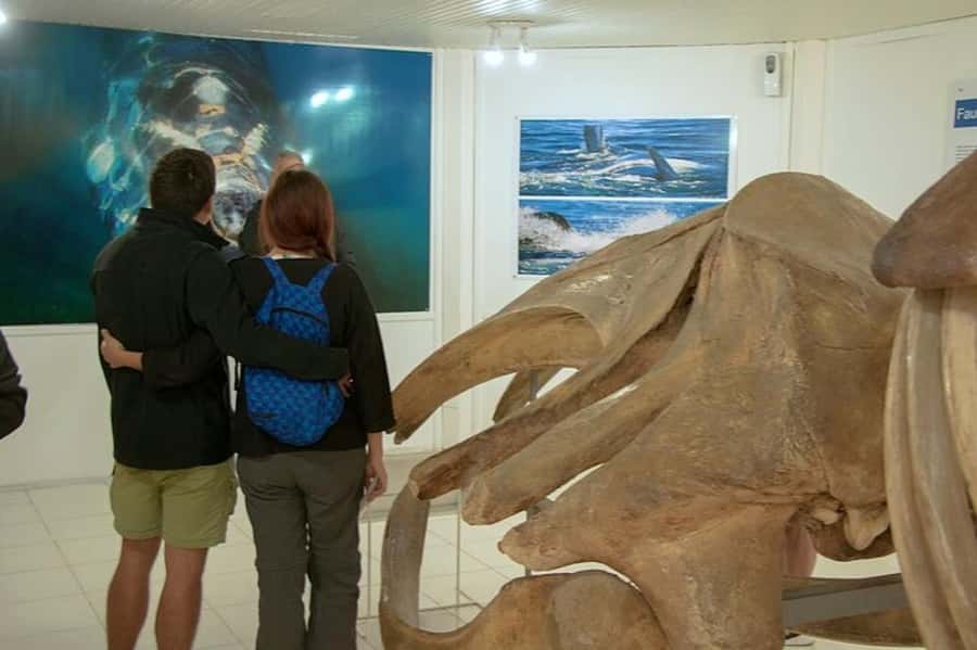 Peninsula Valdes Shore Tour for Cruise Passengers + City - Puerto Pirámides brings a change of pace