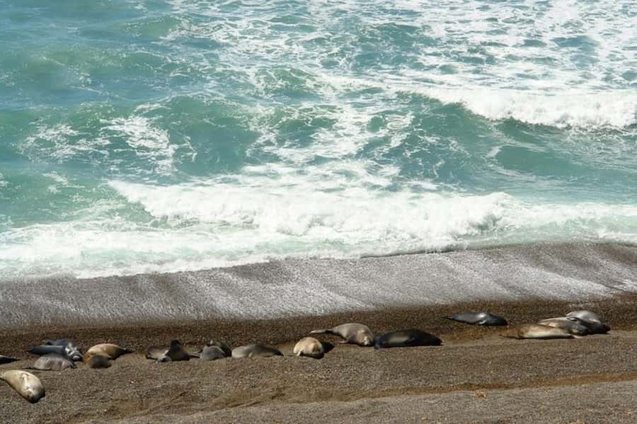 Peninsula Valdes Shore Tour for Cruise Passengers + City - Is the $105 price good value?