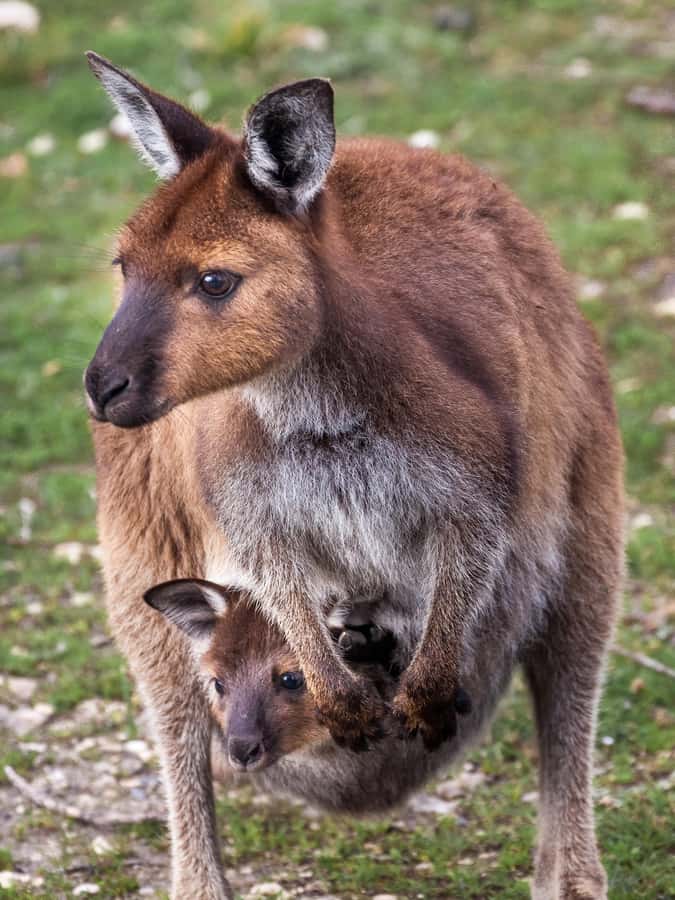 Penneshaw: Shore Excursion Kangaroo Island Scenic Tour - Meeting your guide at Penneshaw