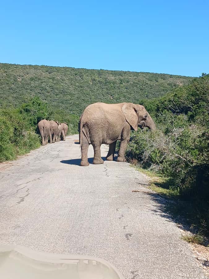 Port Elizabeth: Addo Elephant Park Shore Excursion & Safari - Who should book this Addo excursion?