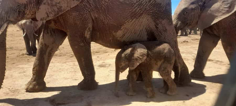 Port Elizabeth: Addo Elephant Park Shore Excursion & Safari - Addo gives you a strong chance of seeing elephants