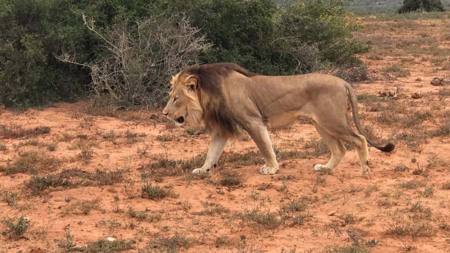 Port Elizabeth: Addo Elephant Park Shore Excursion & Safari - Four hours of first-round game viewing