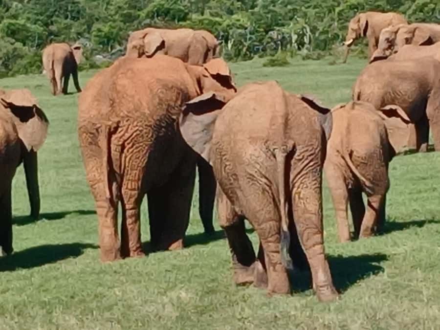 Port Elizabeth: Addo Elephant Park Shore Excursion & Safari - The second drive can rescue a slow morning