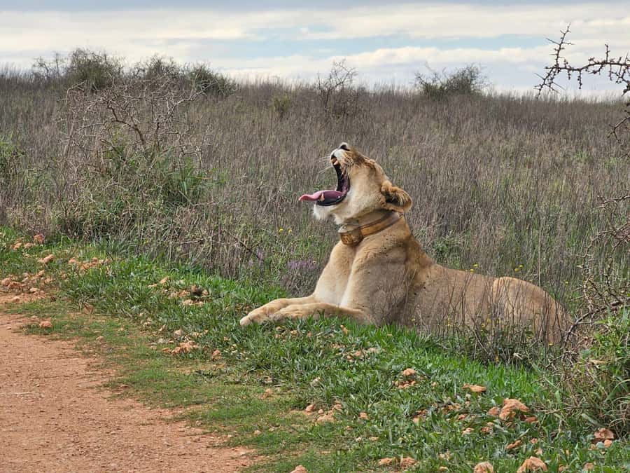 Port Elizabeth: Addo Elephant Park Shore Excursion & Safari - What the safari vehicle means for your experience