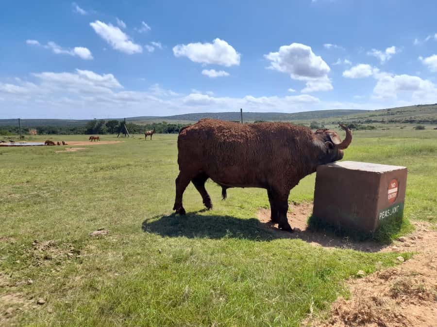 Port Elizabeth: Addo Elephant Park Shore Excursion & Safari - The 45-minute ride from Port Elizabeth