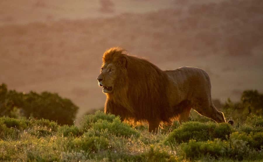 Port Elizabeth: Addo Elephant Park Shore Excursion with BBQ - Key points to know before you book