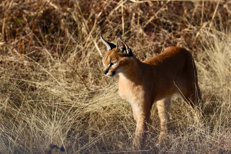 Port Elizabeth: Addo Elephant Park Shore Excursion with BBQ - Booking details worth keeping in mind