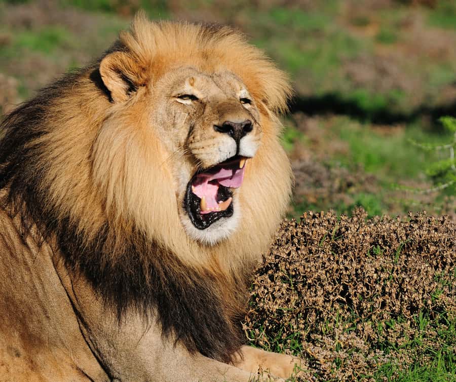 Port Elizabeth: Addo Elephant Park Shore Excursion with BBQ - Is $164 a fair price?