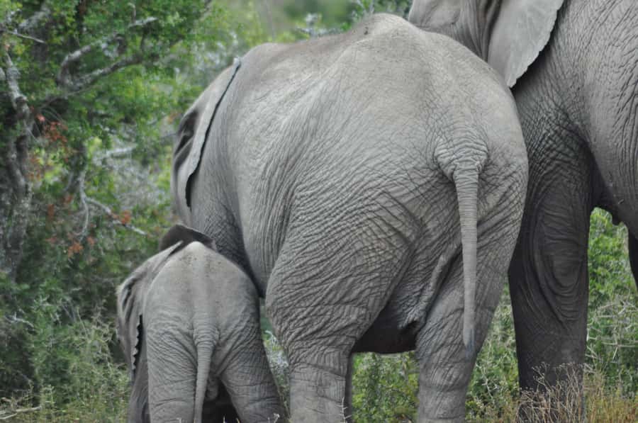 Port Elizabeth: Addo Elephant Park Shore Excursion with BBQ - Who will get the most from this excursion?