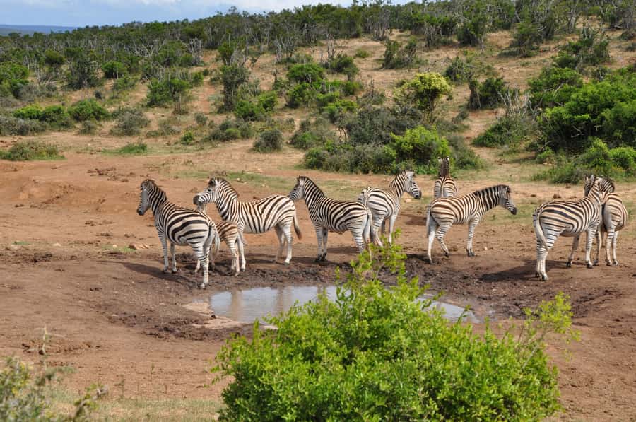 Port Elizabeth: Addo Elephant Park Shore Excursion with BBQ - A quick entry at Mathloweni Gate