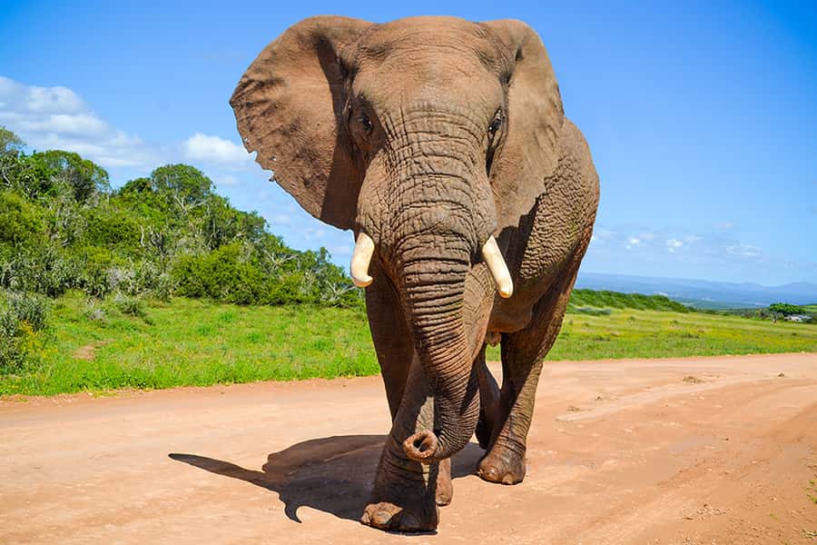 Port Elizabeth: Schotia Game Reserve Safari with Port Pickup - Why Schotia is a good first safari