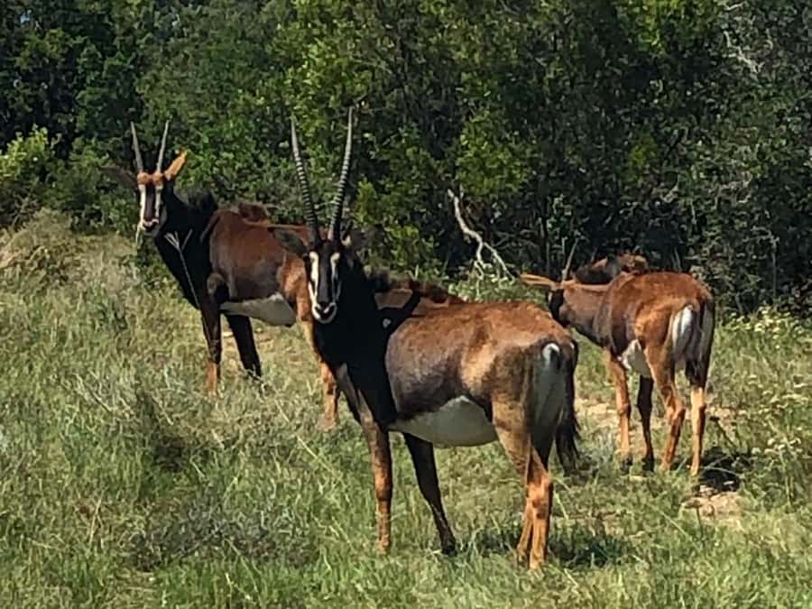 Port Elizabeth: Schotia Game Reserve Safari with Port Pickup - Guides make the difference