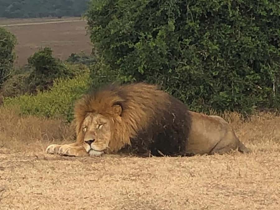 Port Elizabeth: Schotia Game Reserve Safari with Port Pickup - Is $233 a fair price?